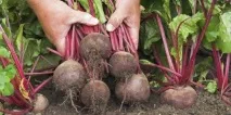съхранявате цвекло кореноплодни зеленчуци