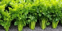 Як виростити селеру - посадка та догляд догляд
