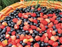 съхраняваме горски