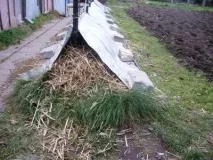 толкова гроздето