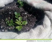 отглеждаме отглеждаме