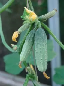 дома topgardener