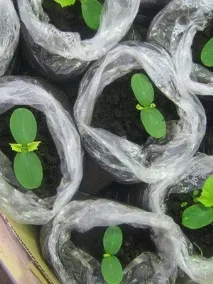 topgardener краставици