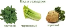 Як виростити селеру - посадка та догляд селеру