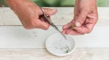 семена катарантус