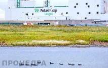 пазара поташ