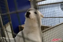 захоплення
