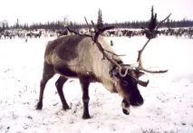 календар