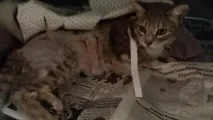 кучета котката