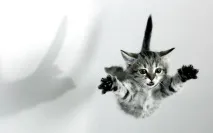 котки започващи котки започващи