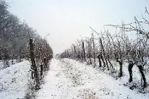 гроздето подслоним