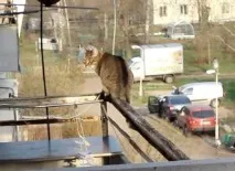 котката барсик
