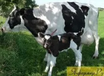 говеждо месо хранене