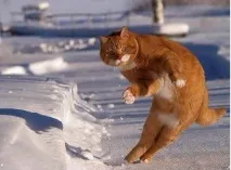 котиньо звездни