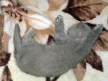 Кіт Ларсен кота