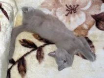 Кіт Ларсен мене