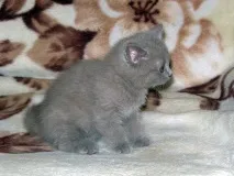 Кіт Ларсен кота