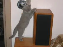 Кіт Ларсен кота
