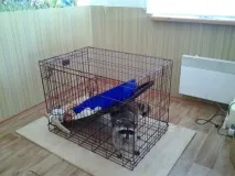 клітина