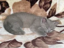 Кіт Ларсен кота