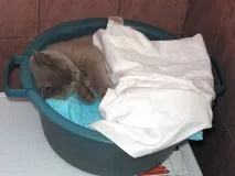 Кіт Ларсен ларсен