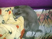 Кіт Ларсен кота