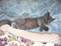 Кіт Ларсен ларсен