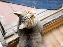 барсик Котката балкона