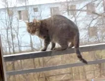 котката котката