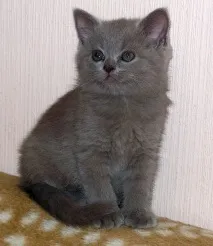 Кіт Ларсен ларсен