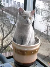 Кіт Ларсен ларсен
