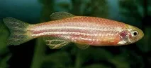 хвърляне хайвера CORAL DANIO