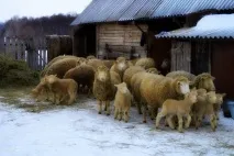 Куйбишевська порода овець вівцематок