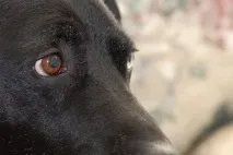 ваксинация животни