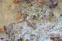 Куряча печінка тушкована в молоці з овочами. молоці