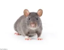 като като