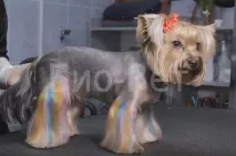 кучета домашен любимец