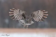 сфотографувати