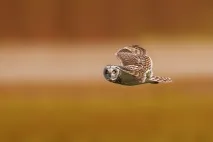 птаха