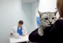 Лімфома у собак та котів собак