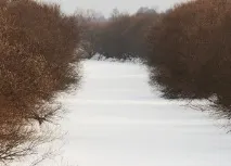 родина история