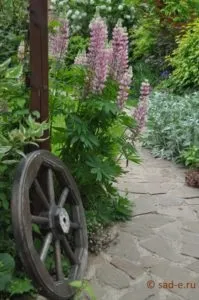 Люпин посадка догляд розмноження, Все про рослини посадка