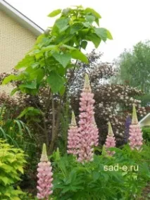 Люпин посадка догляд розмноження, Все про рослини рослини
