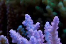 аквариум пъти седмично