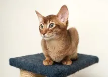 котешки характер