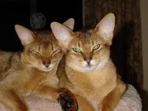 котешки ангел