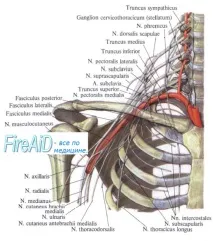 brachialis анатомия