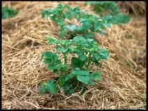 topgardener отглеждане
