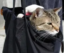 Ми беремо з собою кота, Розплідник сибірських кішок - Легенда Сибіру, Cattery of siberian cats - сибірських