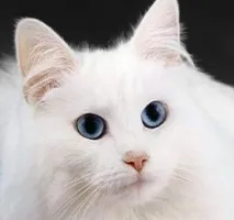 котки домашен любимец